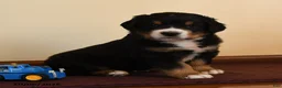 Greater Swiss Mountain Dog dogs for sale: Quinn - Ad 3