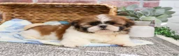 Shih Tzu dogs for sale: John - Ad 3