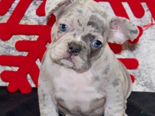 French Bulldog dogs Roger - Ad 36