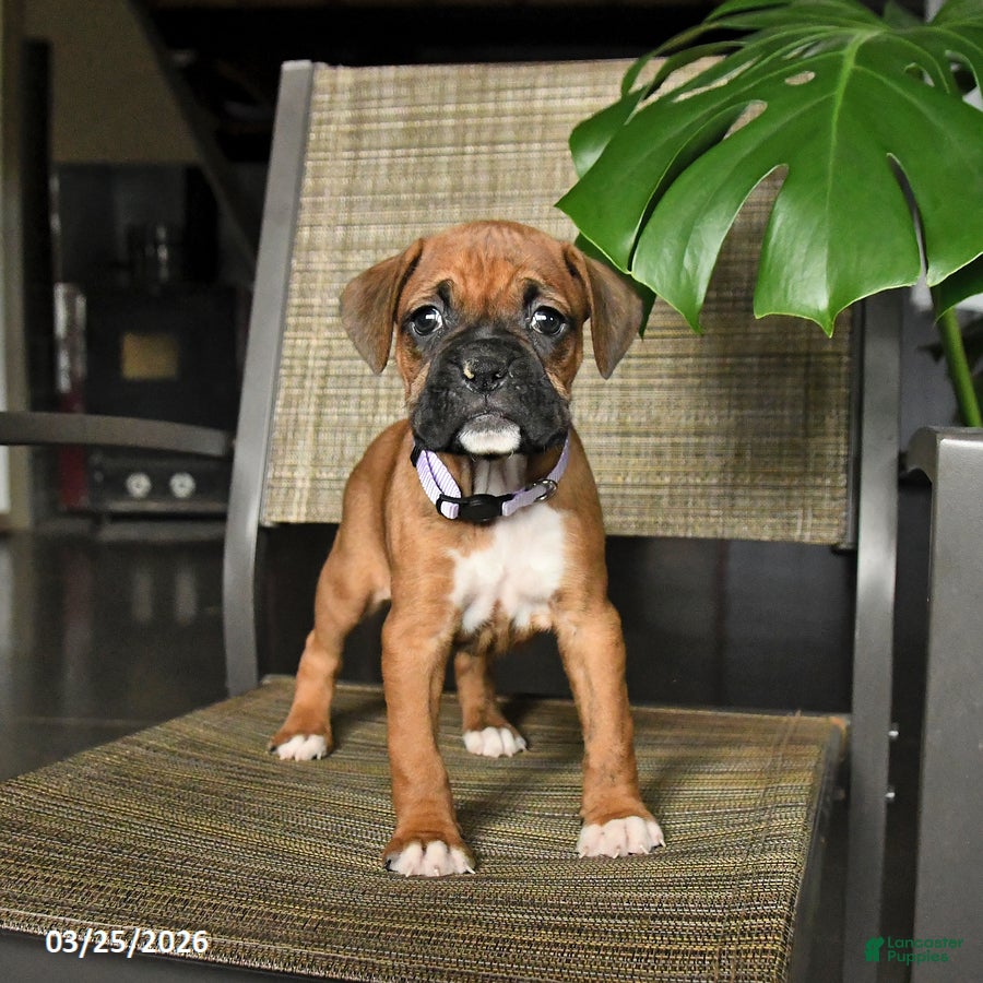Boxer dogs Candy - Ad 1
