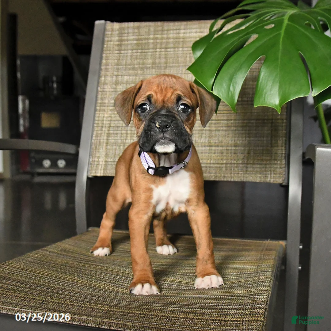 Boxer dogs for sale: Candy - Ad 1