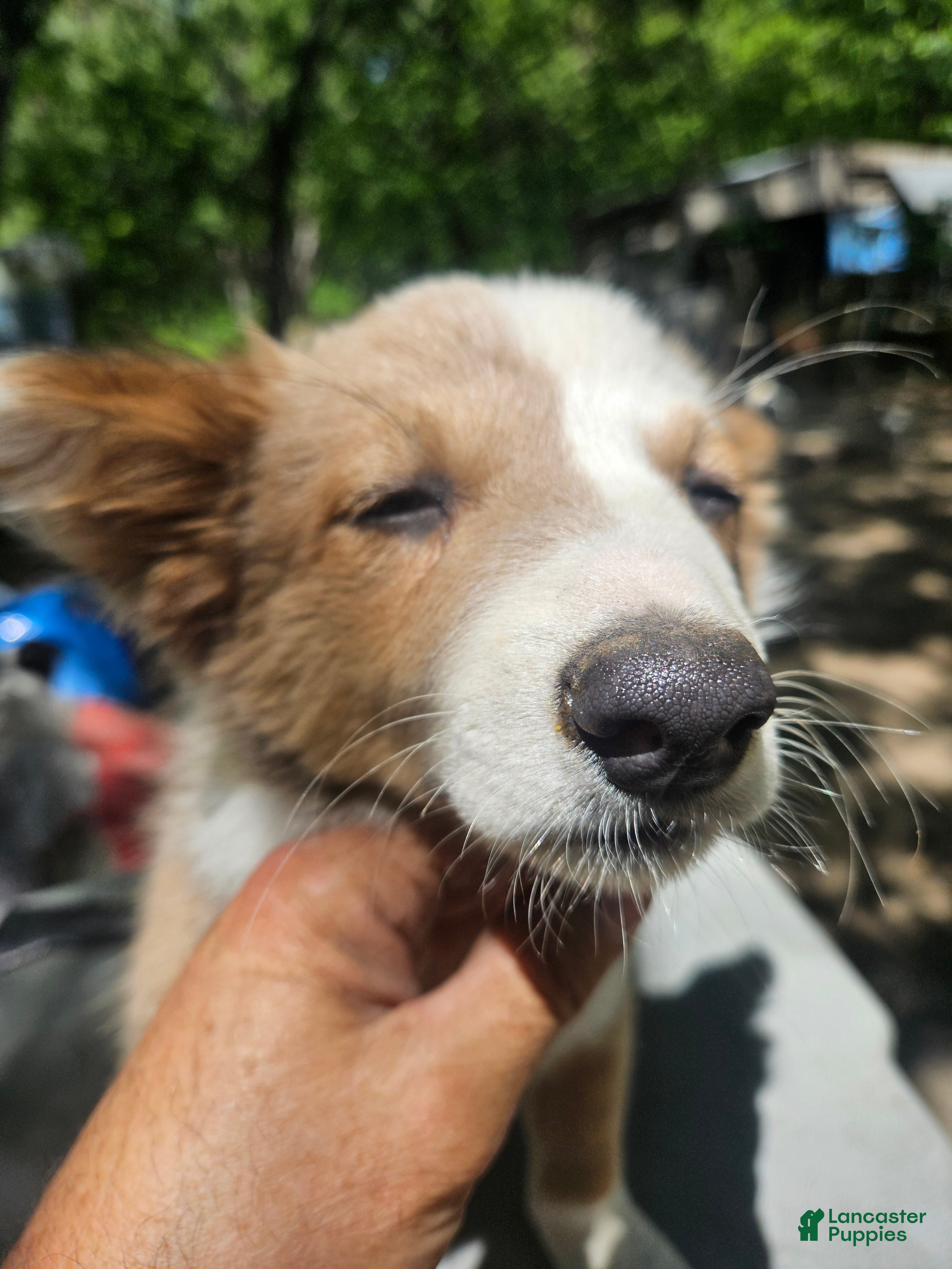 Border Collie dogs for sale: Suzy - Ad 6