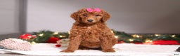 Standard Poodle dogs for sale: Lainey - Ad 3
