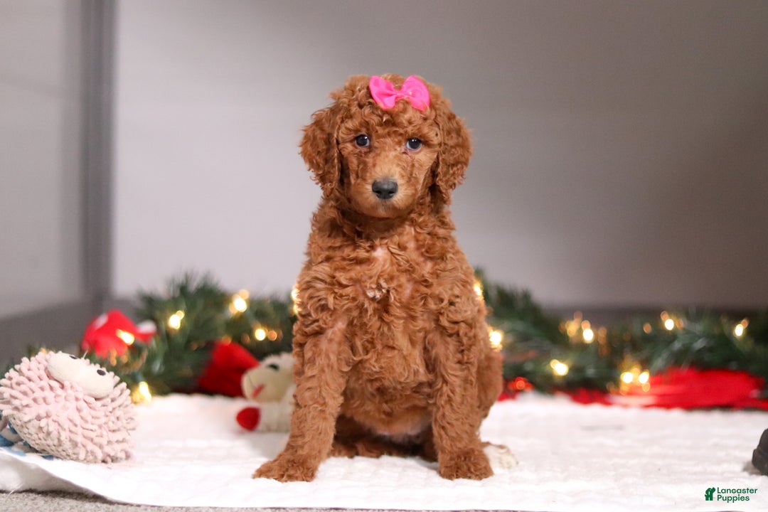Standard Poodle dogs for sale: Lainey - Ad 3