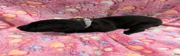 Cane Corso dogs for sale: Zoe🩶 - Ad 1