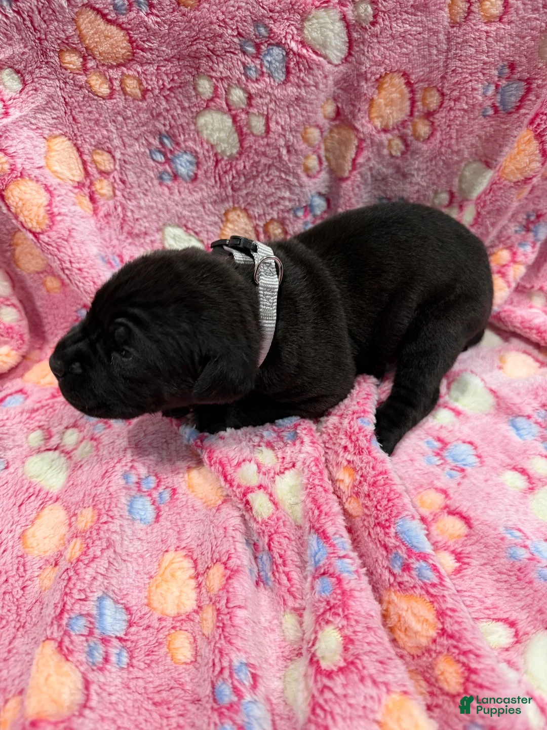 Cane Corso dogs for sale: Zoe🩶 - Ad 1