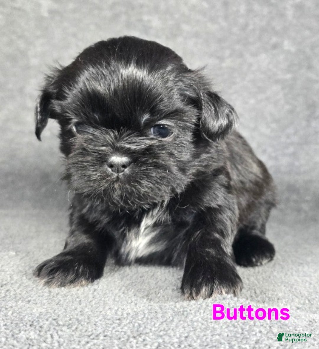 Shih Tzu dogs for sale: Buttons - Ad 5