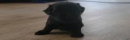 Shih Tzu dogs for sale: Onyx - Ad 5