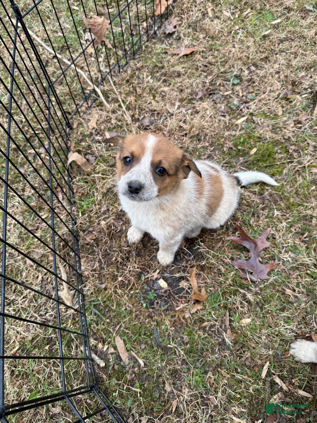 Australian Cattle Dog dogs for sale: Australian Cattle Dog Puppy 5 - Ad 1