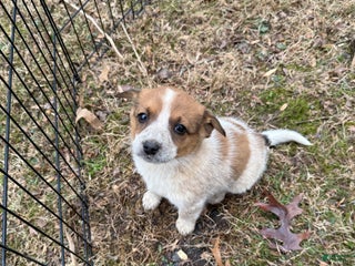 Australian Cattle Dog dogs Australian Cattle Dog Puppy 5 - Ad 9