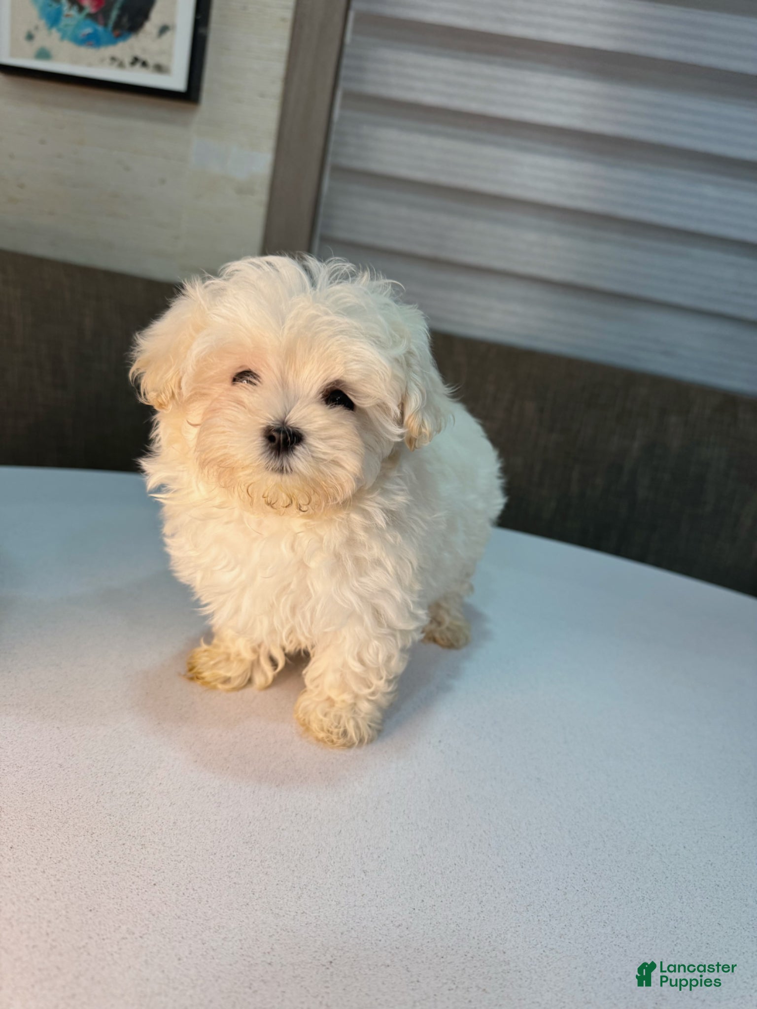 Maltipoo dogs Jupiter - Ad 2