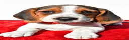 Beagle dogs for sale: Milly - Ad 6