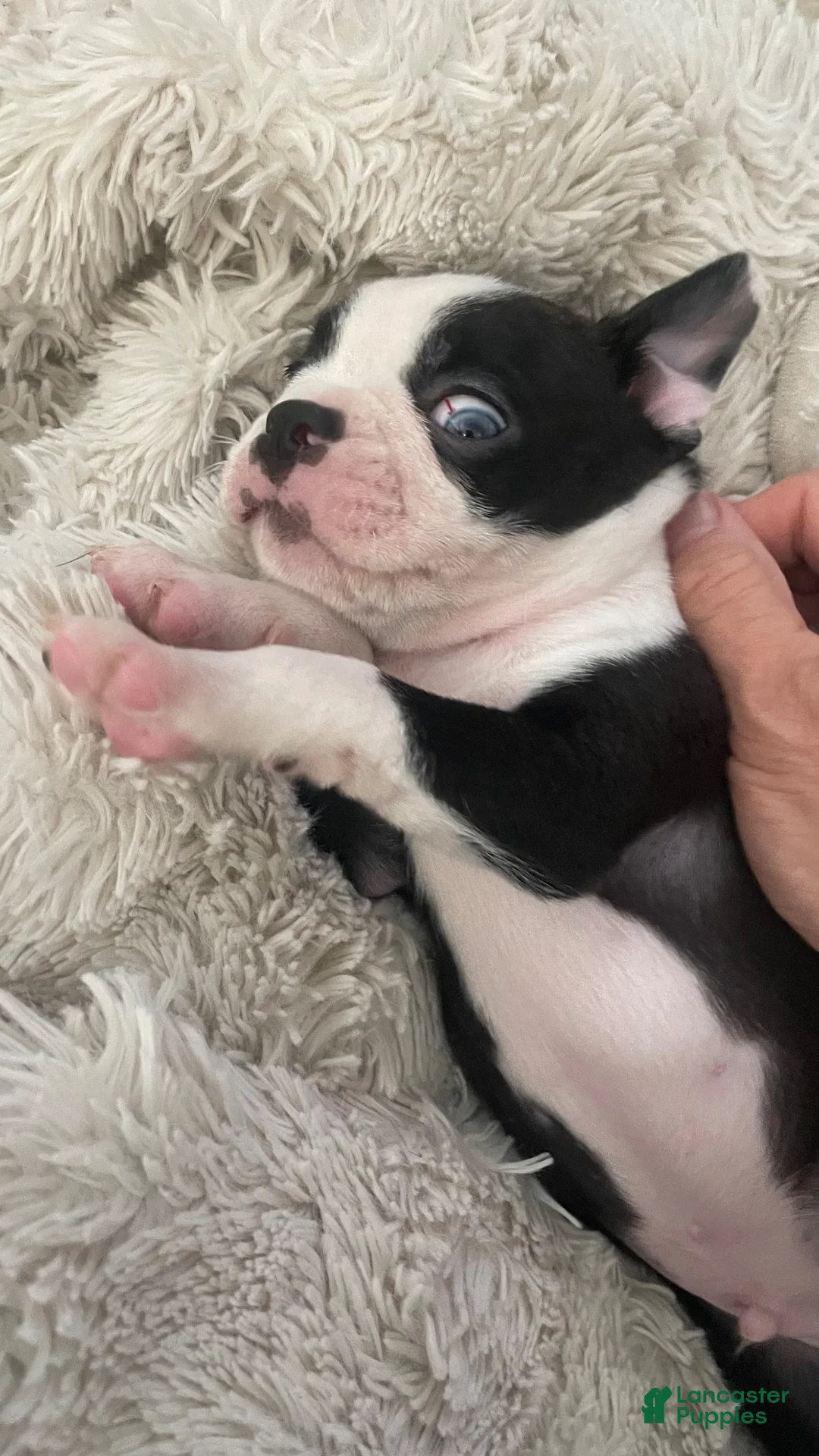 Boston Terrier dogs for sale: Pending - Duncan - Ad 2