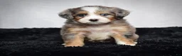 Mini Bernedoodle dogs for sale: Bridget - Ad 6