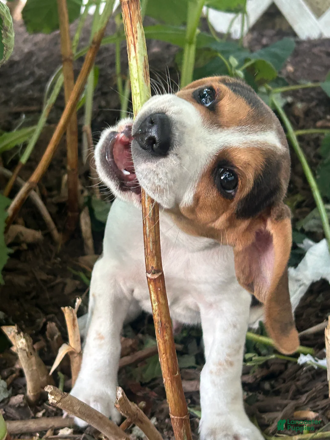 Beagle dogs for sale: Shenandoah - Ad 1