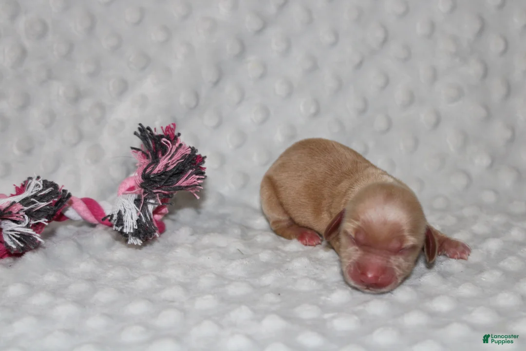 Miniature Dachshund dogs for sale: Miniature Dachshund 4 - Ad 1