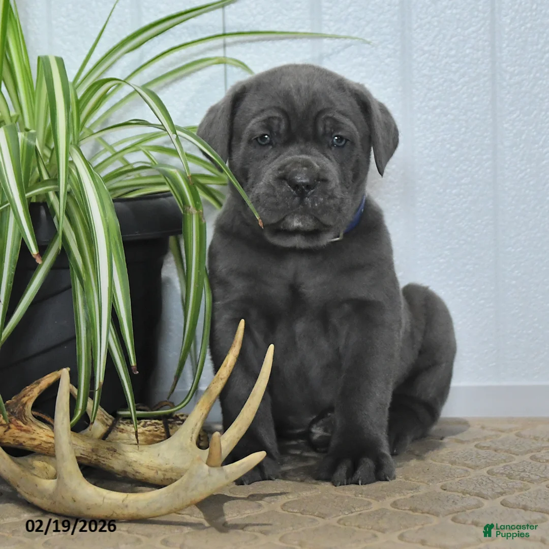 Cane Corso dogs for sale: Gnome - Ad 4