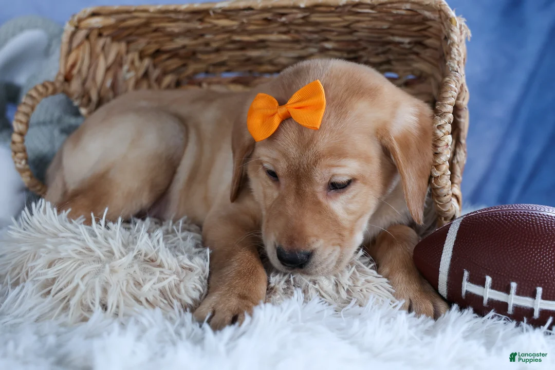 Labrador Retriever dogs for sale: DIAMOND - Ad 2