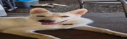 German Shepherd dogs for sale: German Shepherd 2 - Ad 6