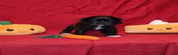 Cocker Spaniel dogs for sale: Julia - Ad 1