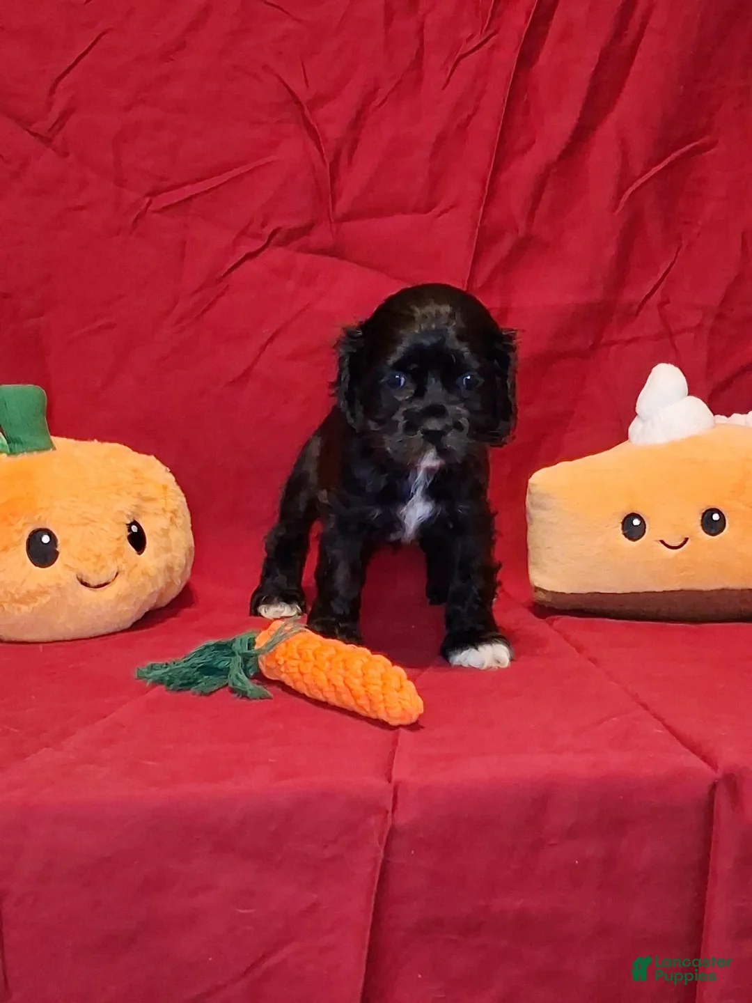 Cocker Spaniel dogs for sale: Julia - Ad 1
