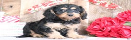 Cavapoo dogs for sale: Rosie - Ad 1