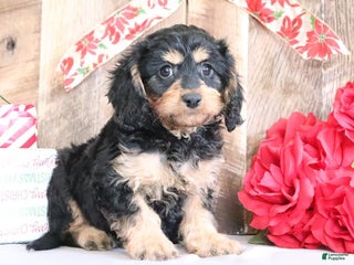 Cavapoo dogs Rosie - Ad 12