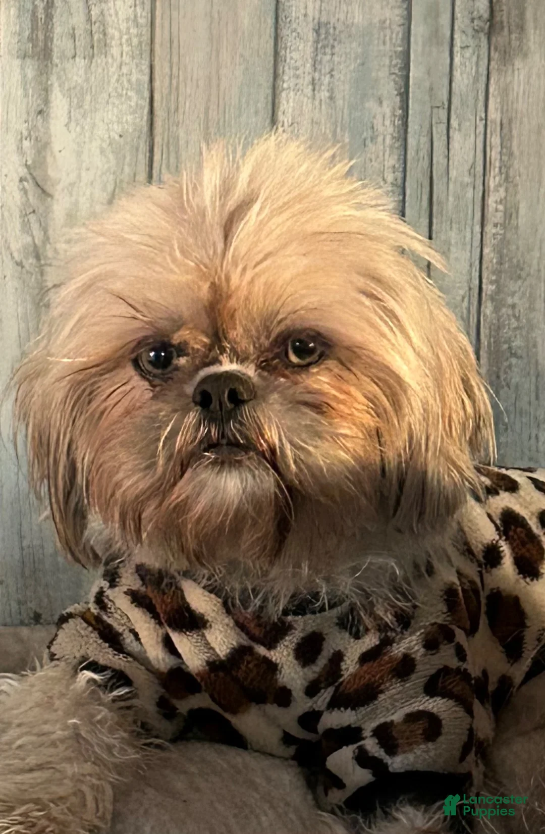 Shih Tzu dogs for sale: Nico - Ad 11