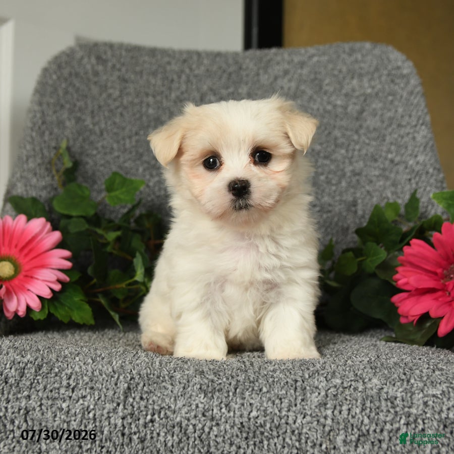 Maltese dogs Linsey - Ad 2