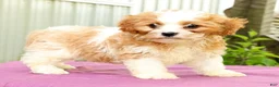 Cavapoo dogs for sale: Rex - Ad 7