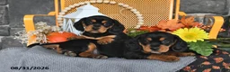Beaglier dogs for sale: Jack - Ad 5
