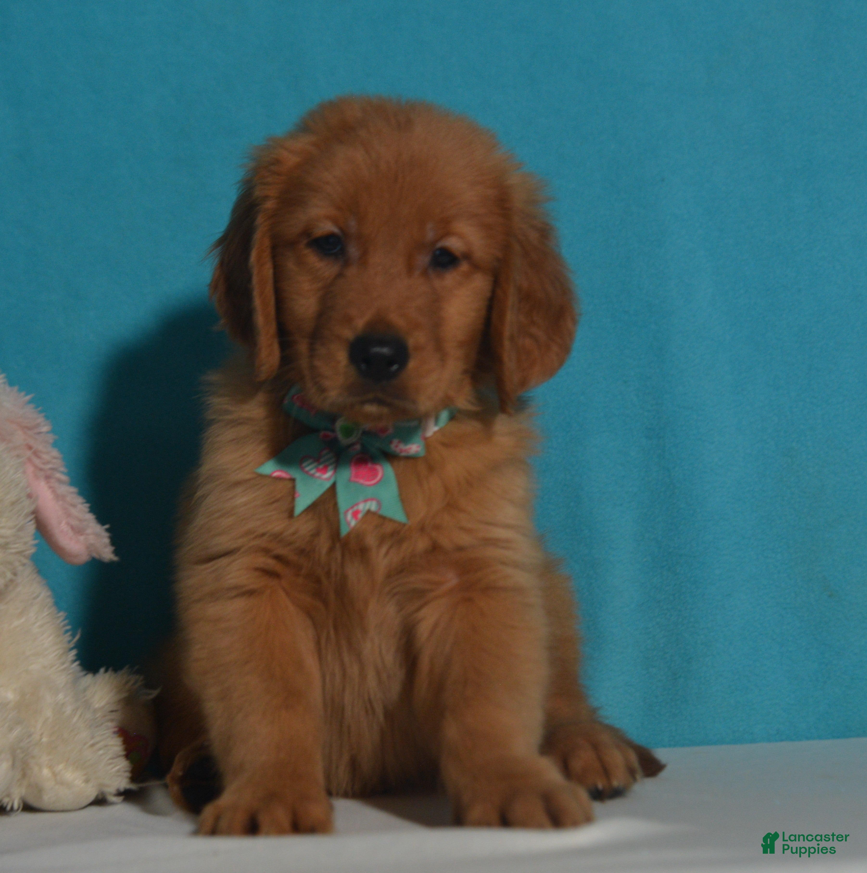 Golden Retriever dogs for sale: Brandon - Ad 2