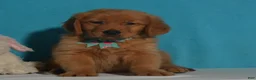 Golden Retriever dogs for sale: Brandon - Ad 2