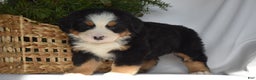 Bernese Mountain Dog dogs for sale: Ember - Ad 7