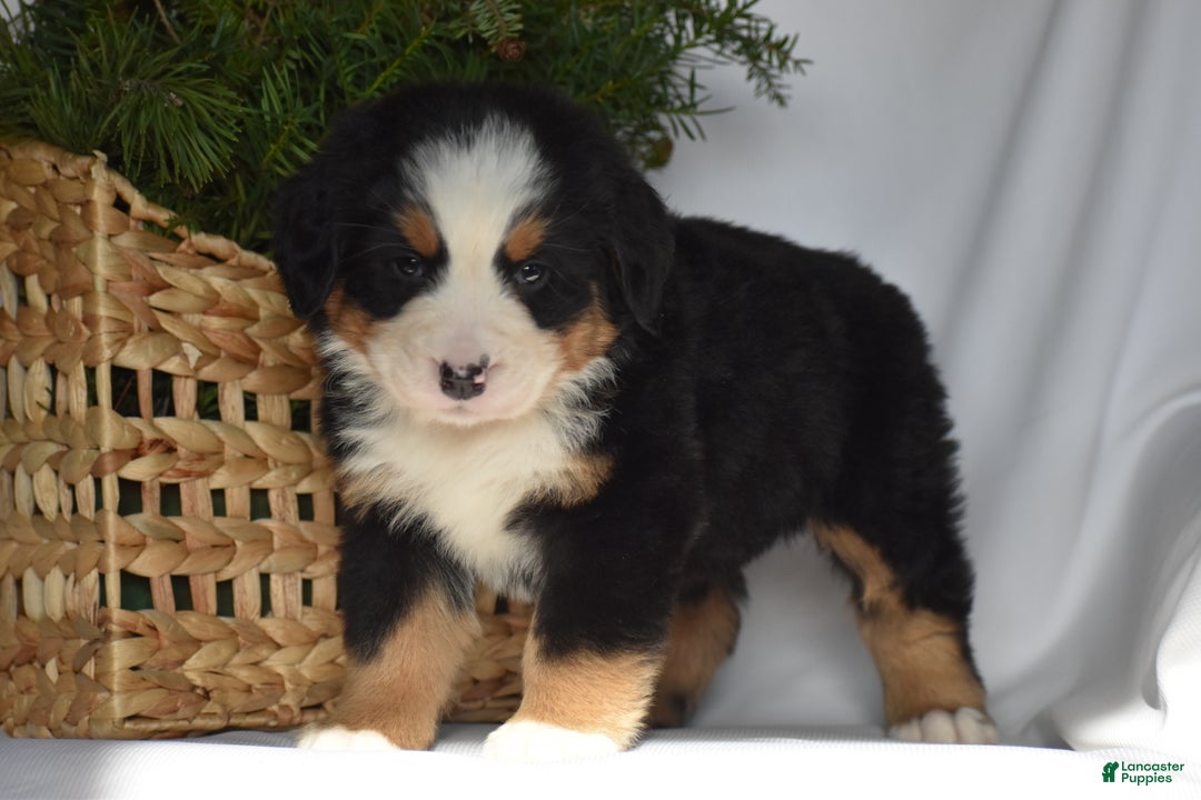 Bernese Mountain Dog dogs for sale: Ember - Ad 7