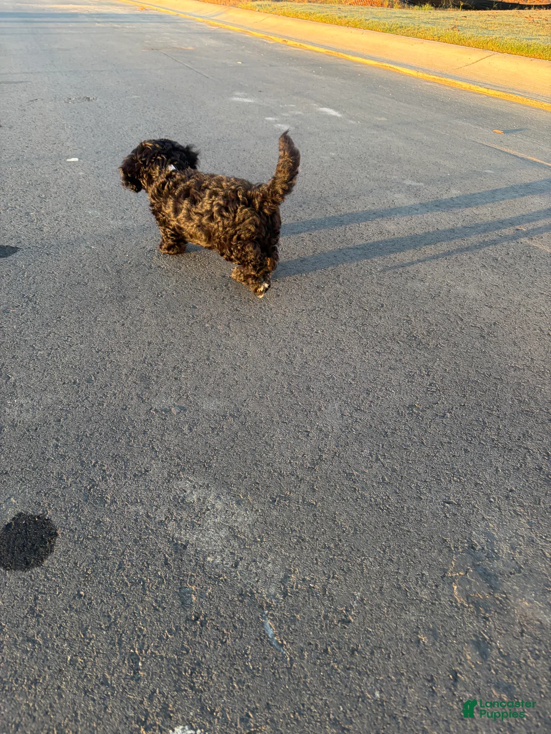 Mini Bernedoodle dogs for sale: Mini Bernedoodle 1 - Ad 2