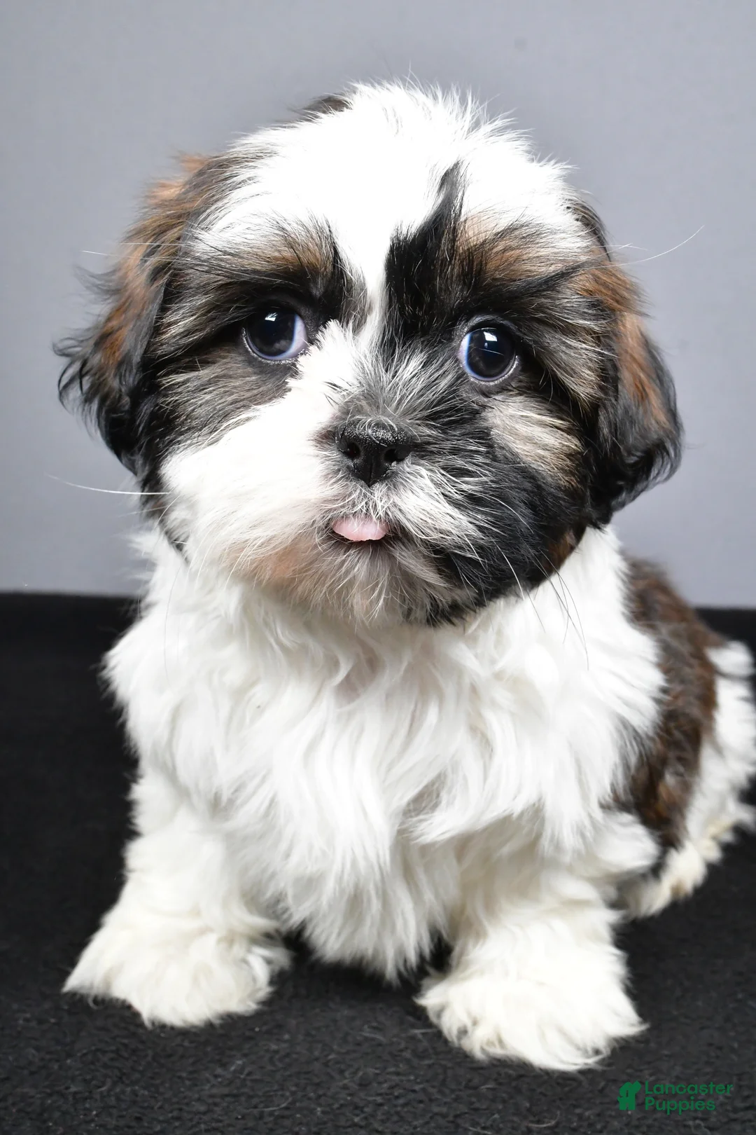 Shih Tzu dogs for sale: Gina - Ad 7