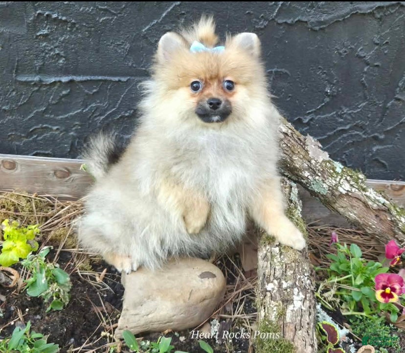 Pomeranian dogs NYX - F - Ad 2
