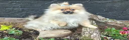 Pomeranian dogs for sale: NYX - F - Ad 3