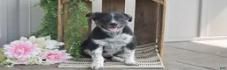 Mixed Breed dogs for sale: Blake - Ad 4