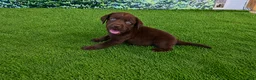 Labrador Retriever dogs for sale: Ruby - Ad 4