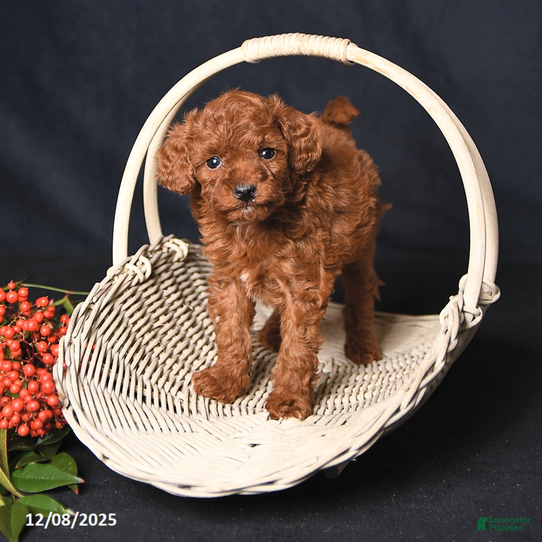 Toy Poodle dogs for sale: Happy - Ad 4