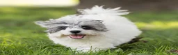 Maltipoo dogs for sale: Rex Maltipoo  - Ad 4