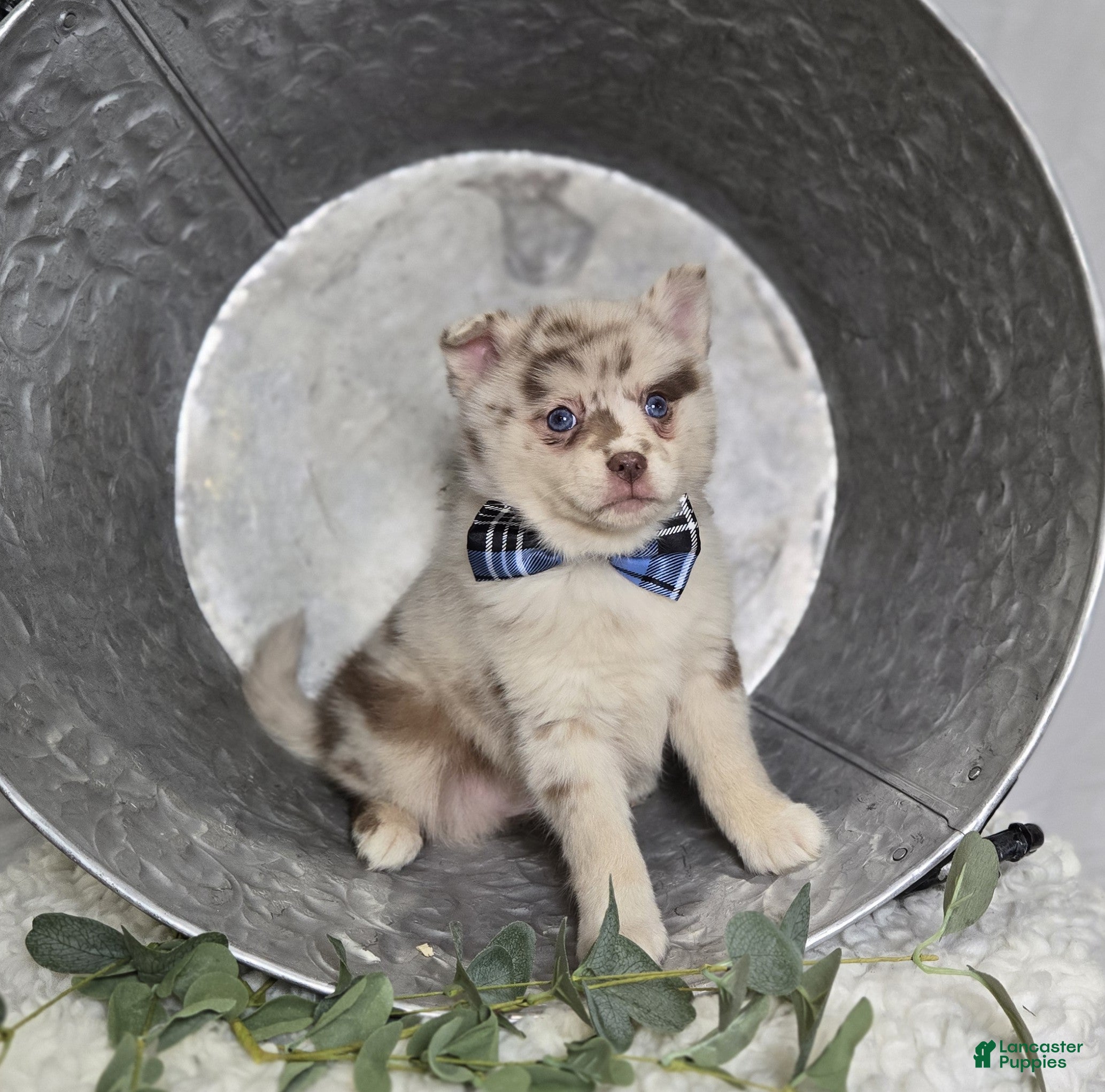 Pomsky dogs Spencer - Ad 2