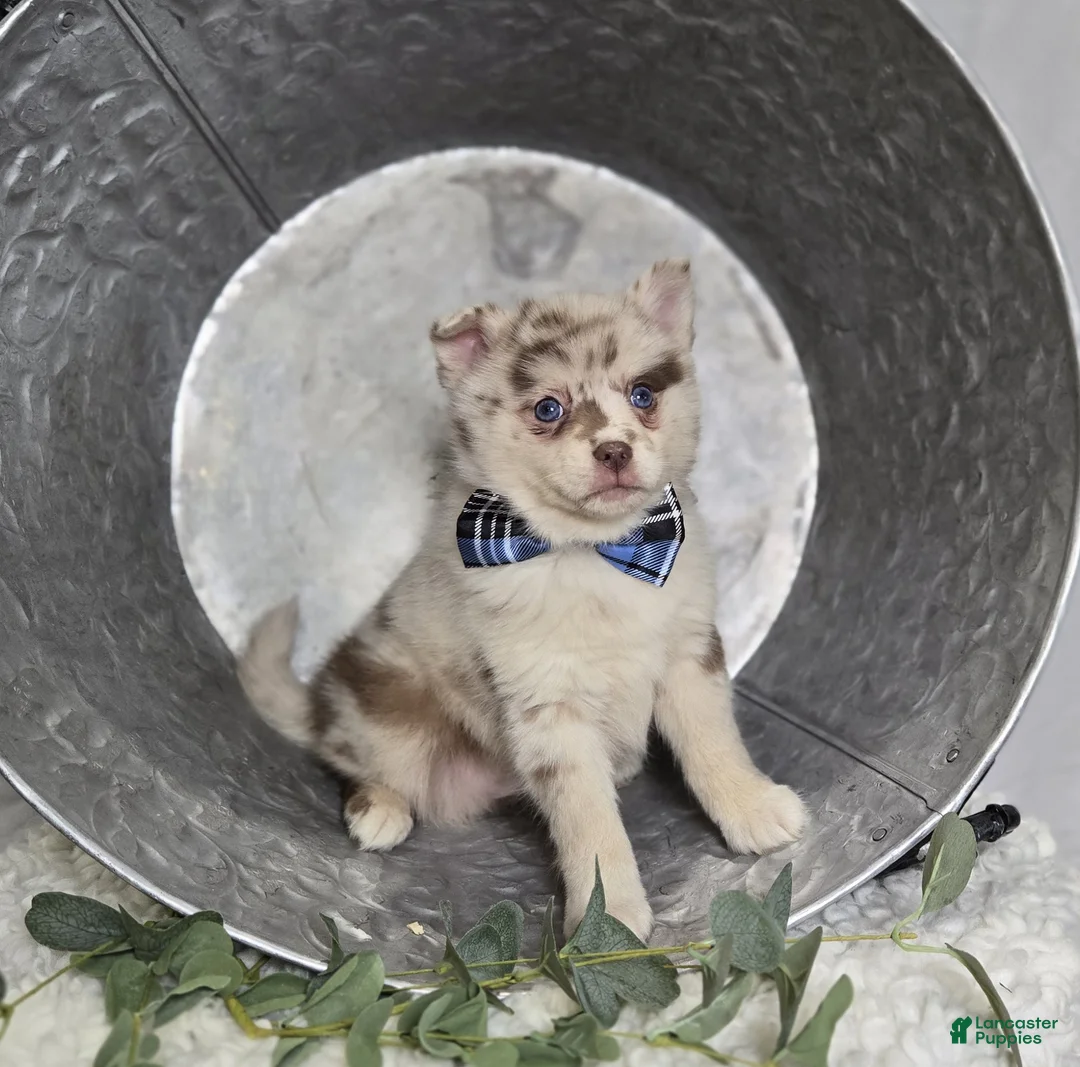 Pomsky dogs for sale: Spencer - Ad 2