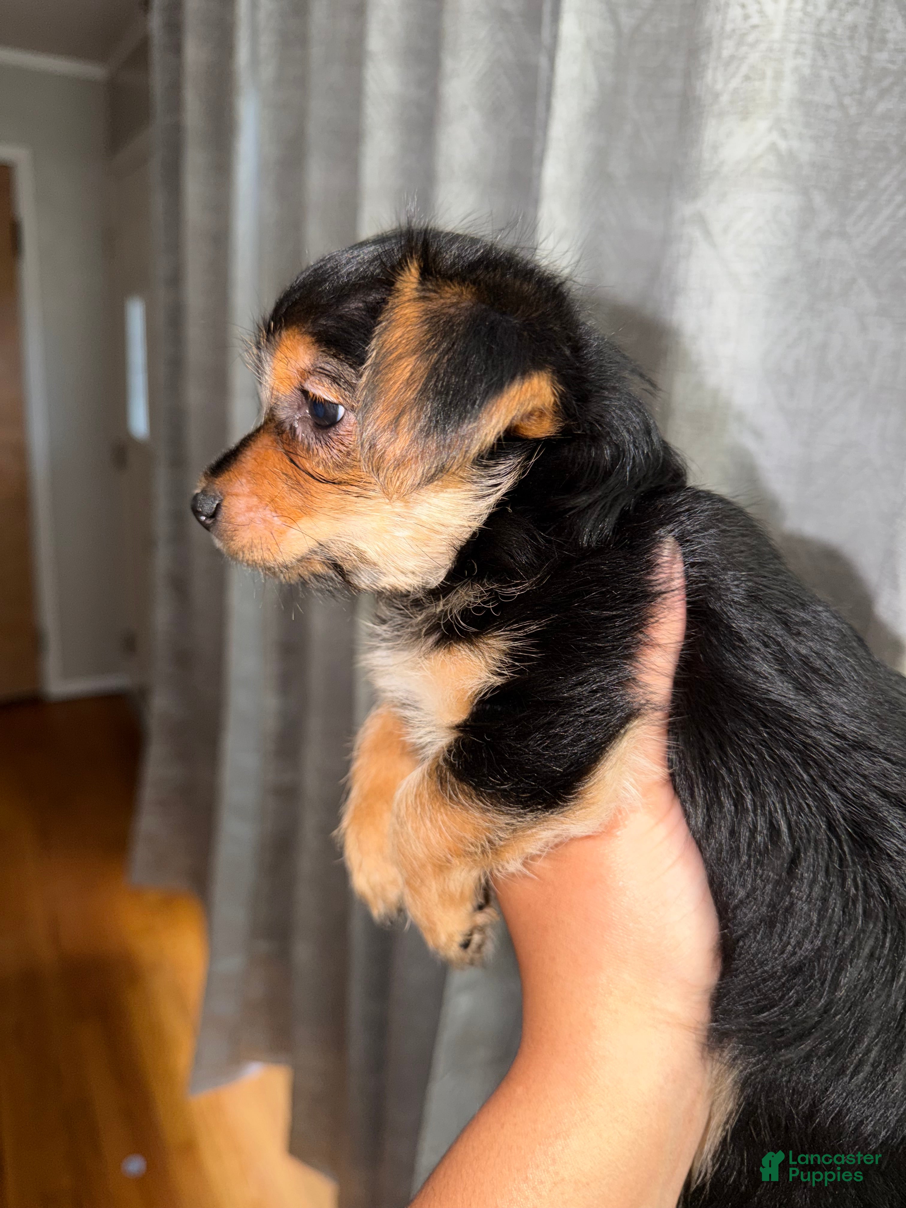 Yorkshire Terrier dogs Yorkshire Terrier Puppy 2 - Ad 2