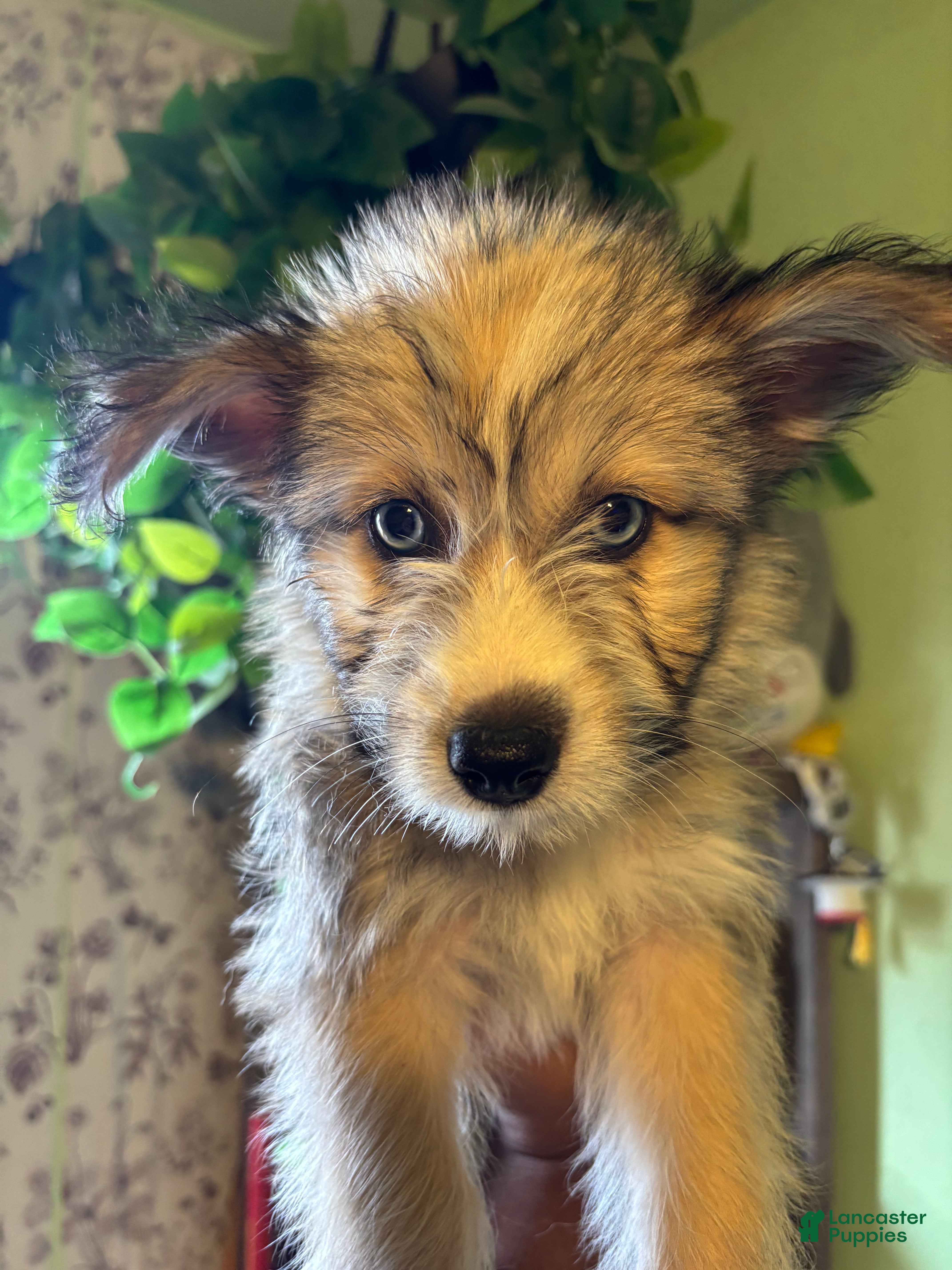 Pomsky dogs Onyx - Ad 2