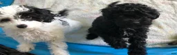 Cavapoo dogs for sale: Walker - Ad 7