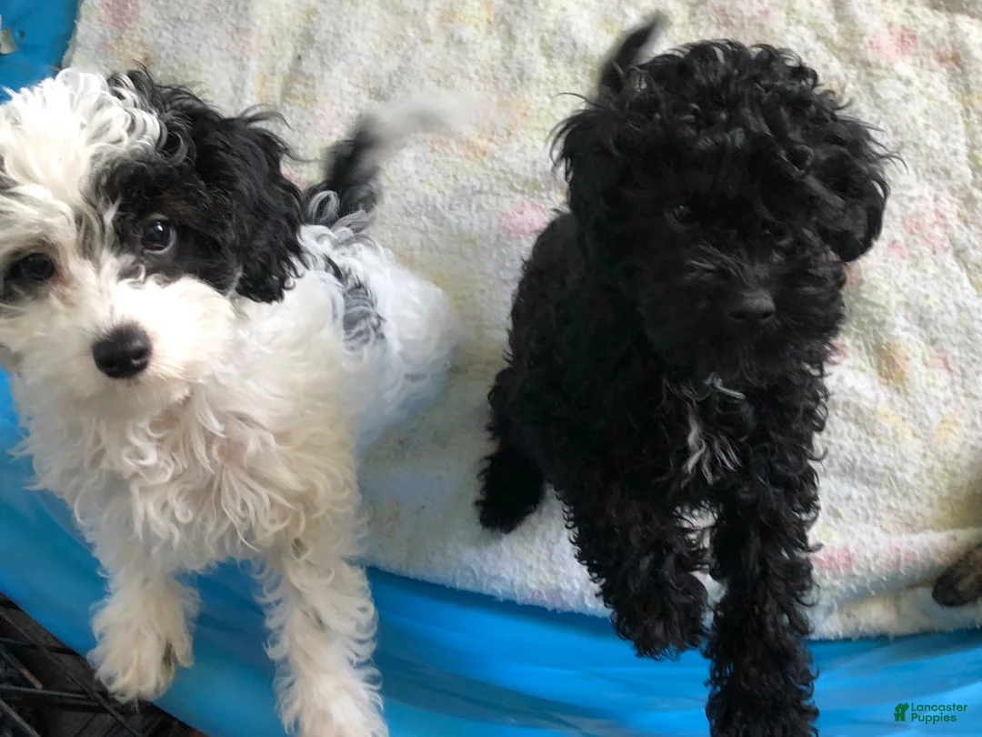 Cavapoo dogs for sale: Walker - Ad 7