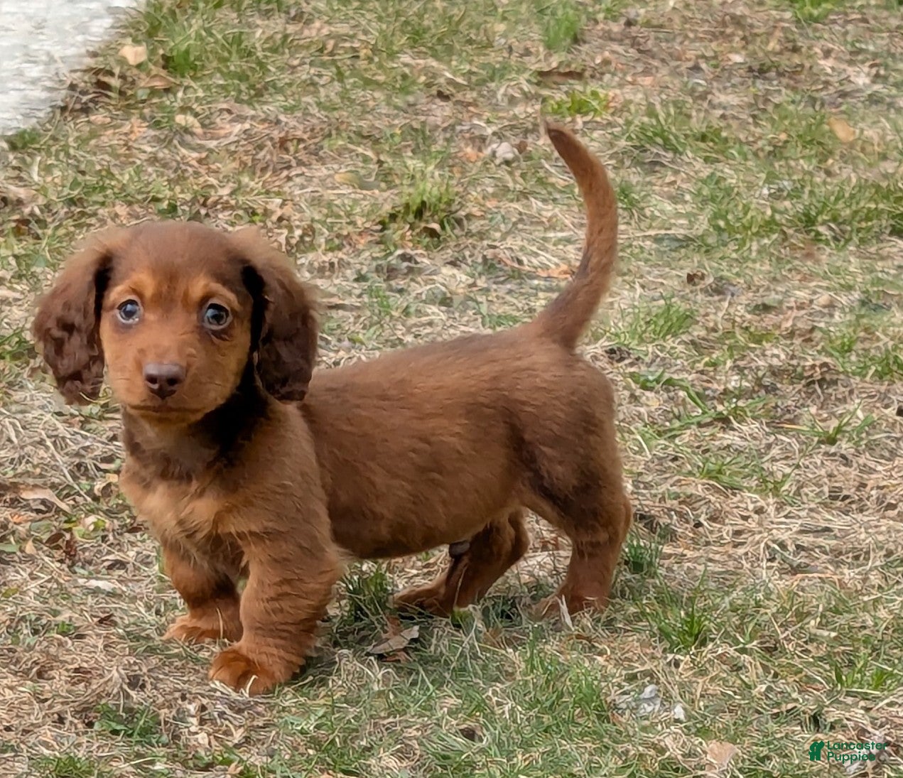 Golden Retriever dogs Doxie boy - Ad 24